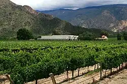 Weinberg in Cafayate