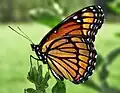 Limenitis archippus