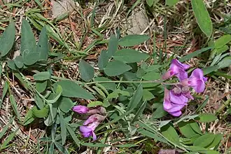 Habitus, Laubblätter und Blütenstand von Vicia americana