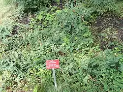 Vicia cassubica