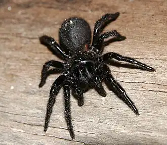 Weibchen von Hadronyche modesta