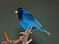Rotfuß-Atlaswitwe (Vidua chalybeata)