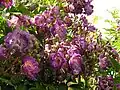 Rose 'Veilchenblau'
