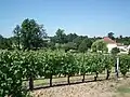 Weinreben in Pleine-Selve