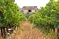 Weinanbau