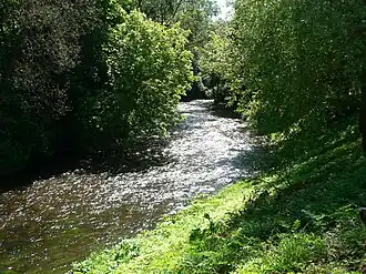 Farbfotografie von einem schmalen Flussverlauf, der durch einen dichten Wald führt.