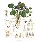 C. F. Schmidt 1859: Viola odorata[55]