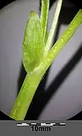 Stängelblattstiel mit Nebenblättern