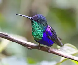 Männchen der Violettkronennymphe