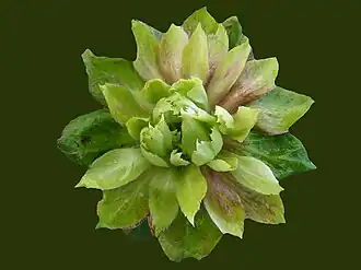 'Viridiflora'