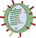 Virion eines Influenzavirus