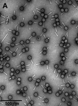 Elektronenmikroskop-Aufnahme von Partikeln des Escherichia-Phagen vB_EcoM-VpaE1 (Felix­ouna­virus VpaE1).[10]