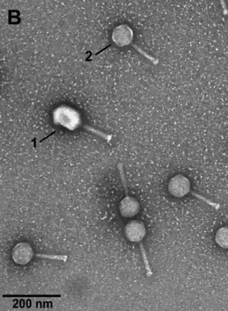 Elektronenmikroskop-Aufnahme von Partikeln der Escherichia-Phagen T4(Tequatrovirus T4, Straboviridae, 1) und VpaE1 (2).[10]