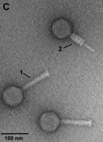 Elektronenmikroskop-Aufnahme von Partikeln von VpaE1 mit gestrecktem (1) und kontrahiertem (2) Schwanz.[10]
