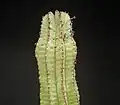 Euphorbia anoplia