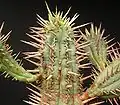 Euphorbia ferox