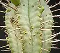 Euphorbia pillansii