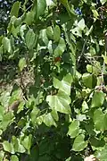 Vitis berlandieri – Blätter
