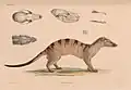 Lithographie Viverra Boiei von Aeschinus Saagmans Mulder (1804–1841) ein Synonym für den Bänderroller