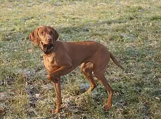 Kurzhaariger Ungarischer Vorstehhund