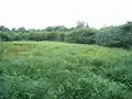 Verlandender Teich auf dem Vladař