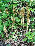 Vogelnestwurz (Neottia nidus-avis) aus der Familie der Orchideen