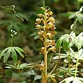 Vogel-Nestwurz (Neottia nidus-avis)