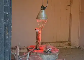 Erdmännchen