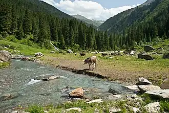 Unterhalb der Vorbergalm, kurz vor Schwarzbrunn[2] (Blick taleinwärts)