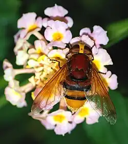 V. zonaria ♀
