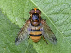 V. inanis ♀