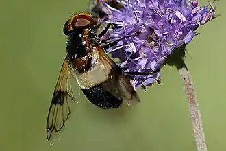 V. pellucens ♀