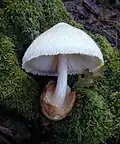 Wolliger Scheidling Volvariella bombycina