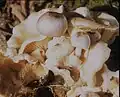 Parasitischer Scheidling Volvariella surrecta