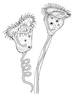 Schemazeichnung von Vorticella spec.