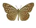 Ideopsis vulgaris