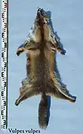 Bulgarischer Rotfuchs
