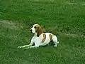 Schweizer Laufhund