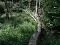 Bruchwald oberhalb der Fischteiche