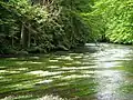 im Mühltal zwischen Leutstetten und Gauting, mit blühendem Flutenden Wasserhahnenfuß