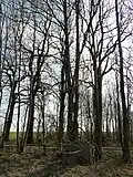 Baum, der in einem Betonring hochgewachsen ist