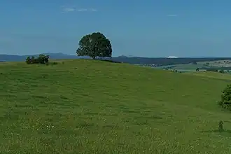 Der Herzeberg mit dem Lietebaum (2009)