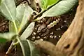 Teilweise verborgenes Weibchen in der Vegetation