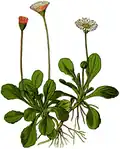 Illustration aus Wayside and woodland blossoms
