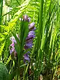 Wilde Orchideen im Waldgebiet Nordhastedt-Westerwohld (Geflecktes Knabenkraut (Dactylorhiza maculata), auch Flecken-Fingerwurz, aus der Familie der Orchideen (Orchidaceae))