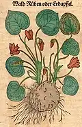 Hieronymus Bock 1546