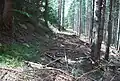 Waldbahntrasse des nördlichen Astes am Stoffkogel unterhalb der später gebauten Forststraße
