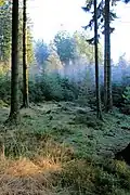 Waldgebiet des Hohen Schadens
