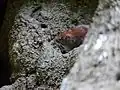 Eine Waldmaus