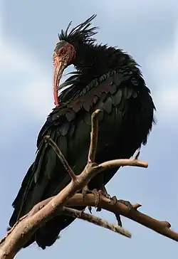 Waldrapp